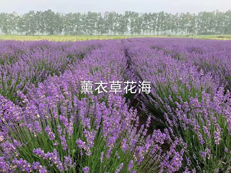 宿根草花基地