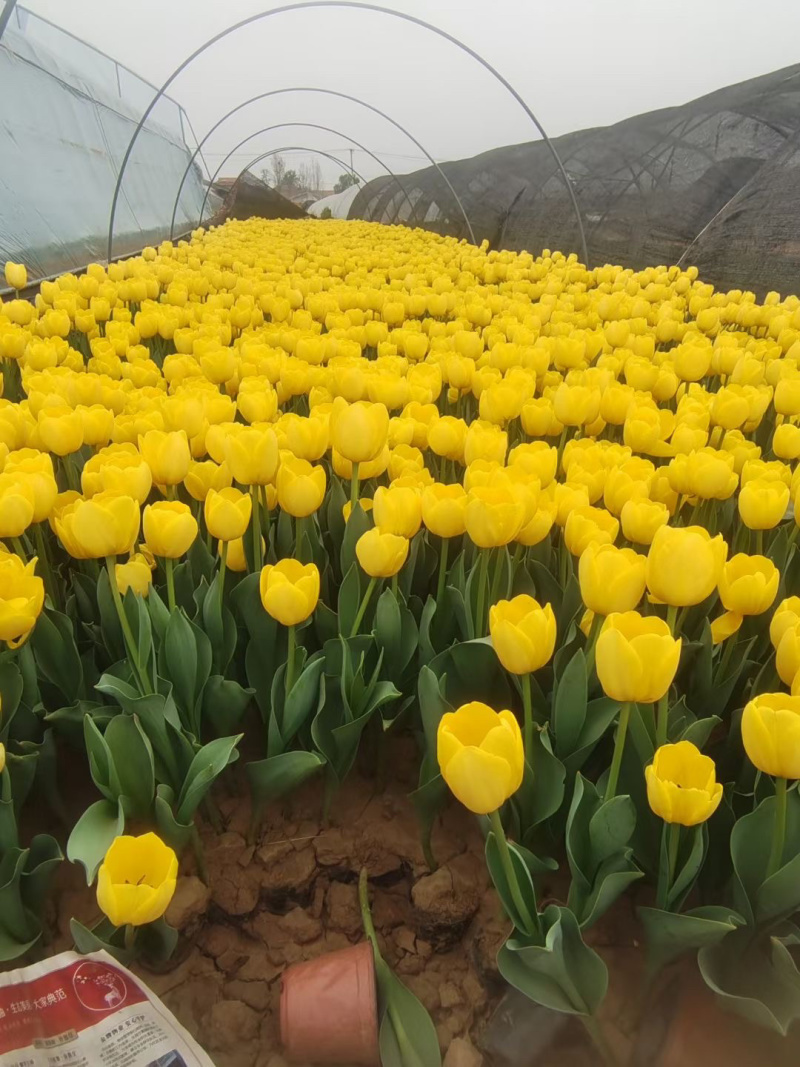 宿根草花基地