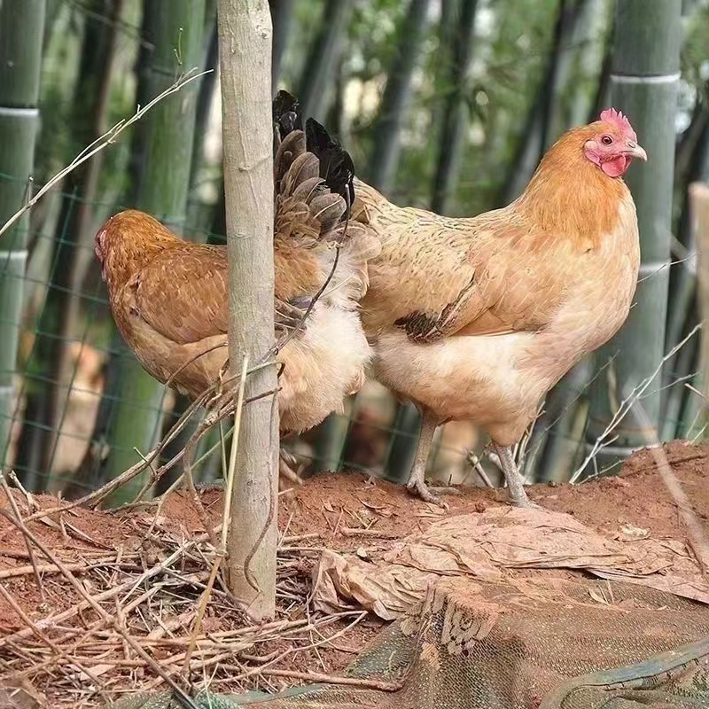 麻羽绿壳蛋鸡麻羽鸡苗土鸡成年土鸡成年麻羽鸡脱温鸡苗