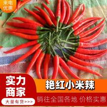 【基地直发】艳红小米辣椒，产地直辣，超市团购，保质保量
