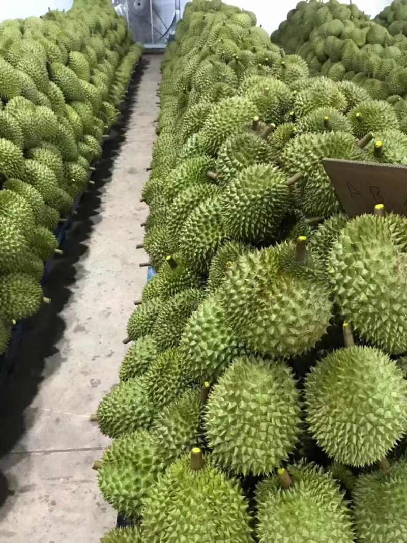 越南金枕榴莲产地直发关口直接大量现货价格优惠