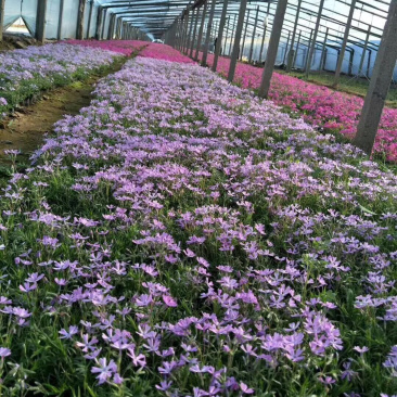 宿根草花批发