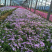 宿根草花批发