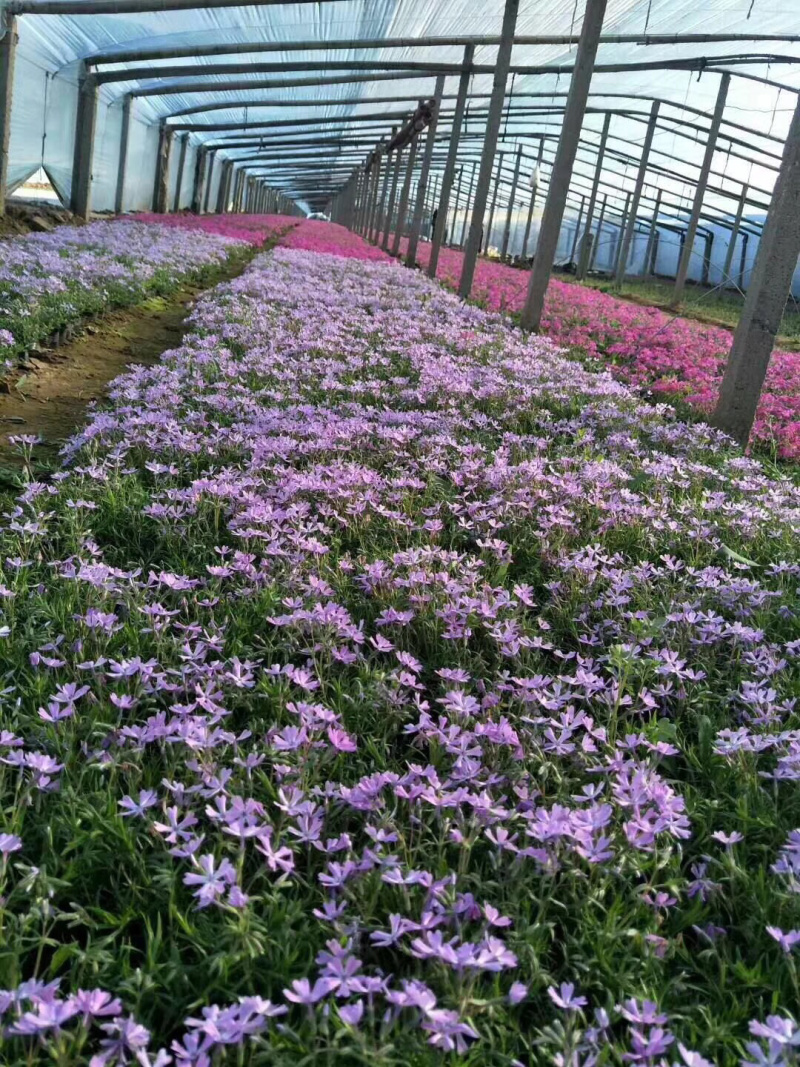 宿根草花批发