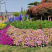 宿根草花批发