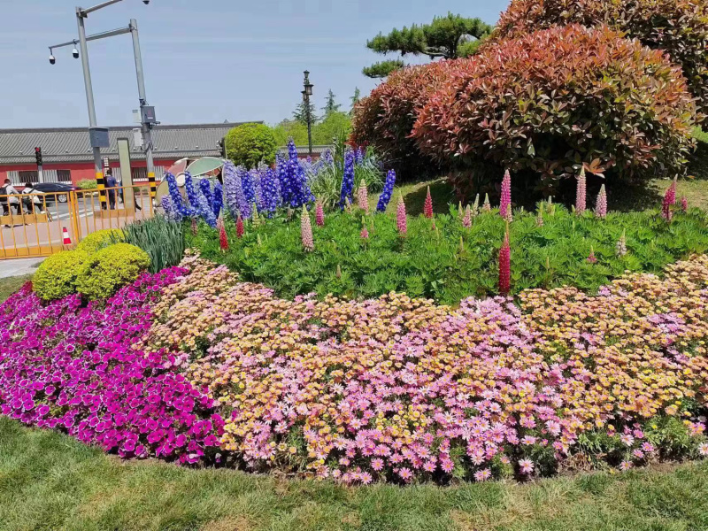 宿根草花批发