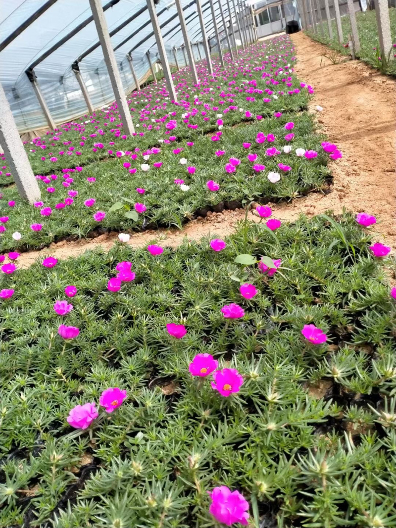 宿根草花批发