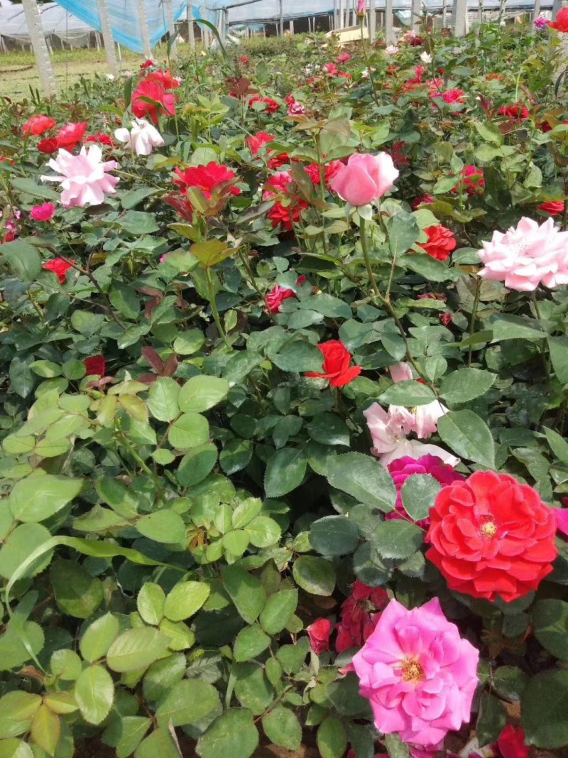 宿根草花批发