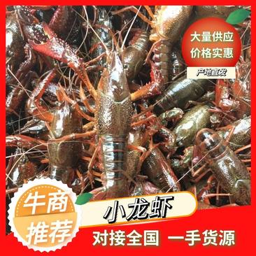 湖北潜江小龙虾，活体硬规格齐全，不掺死虾，基地直供
