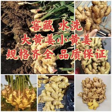 上海生姜小黄姜大量供应品质保证可视频看货常年供应