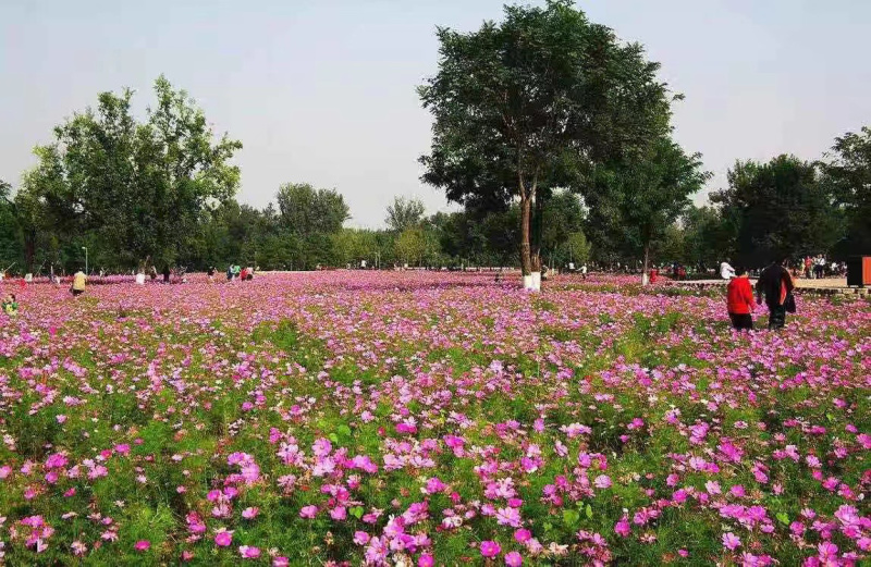 宿根花卉种植基地