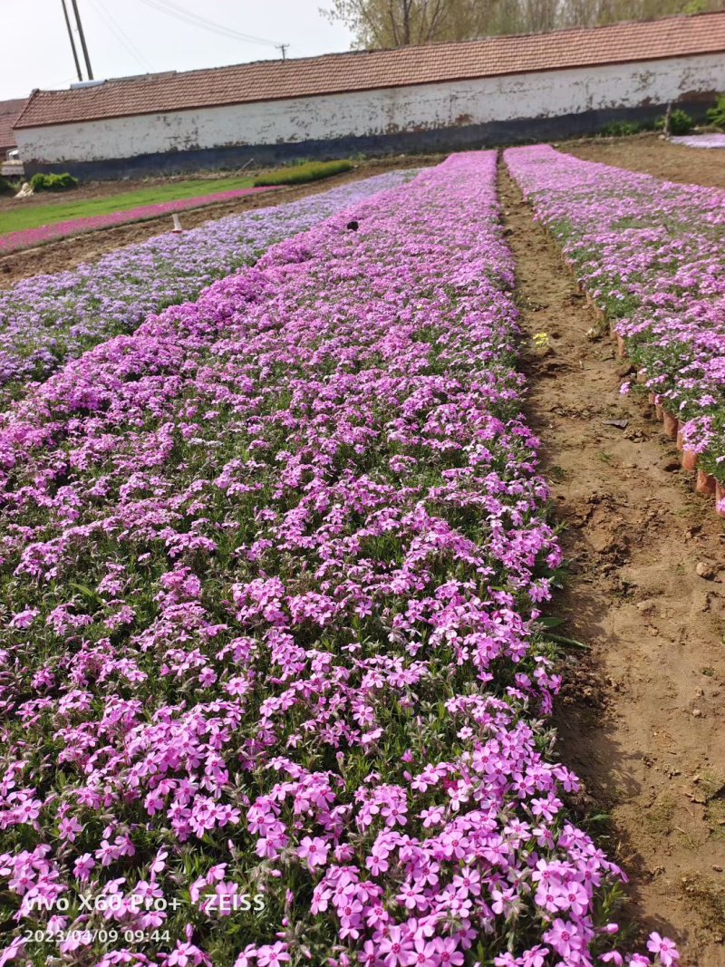 宿根花卉种植基地