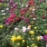 宿根花卉种植基地