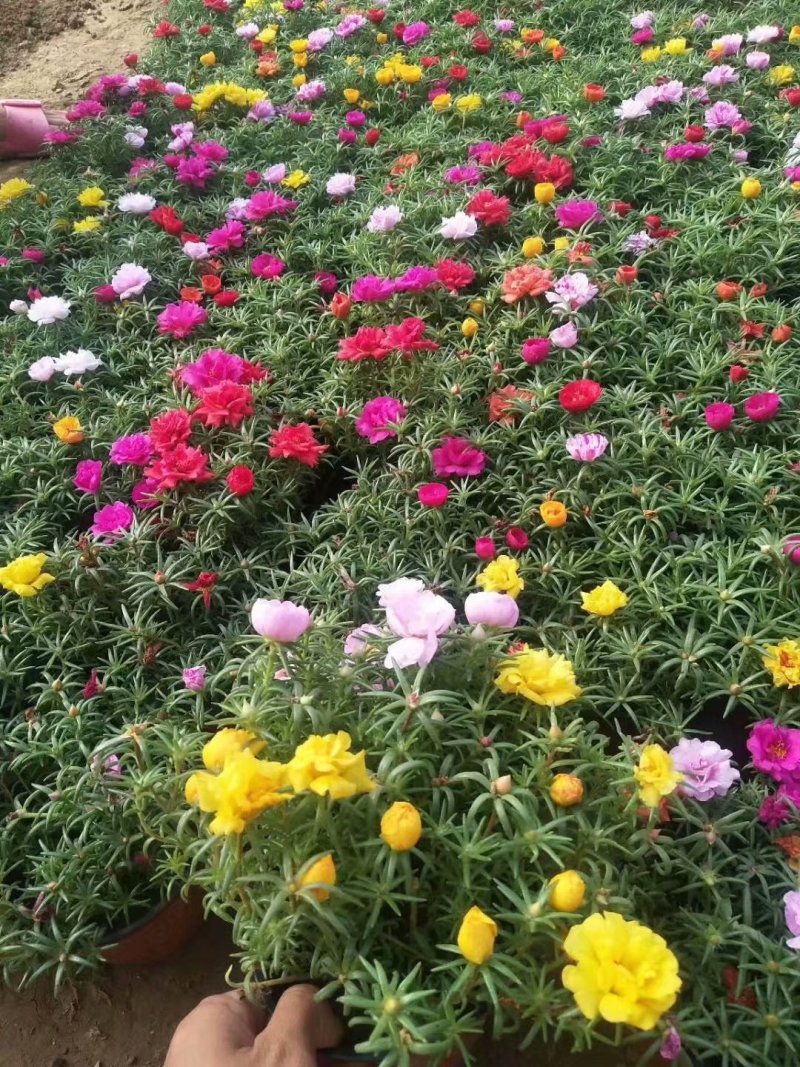 宿根花卉种植基地