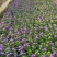 宿根花卉种植基地