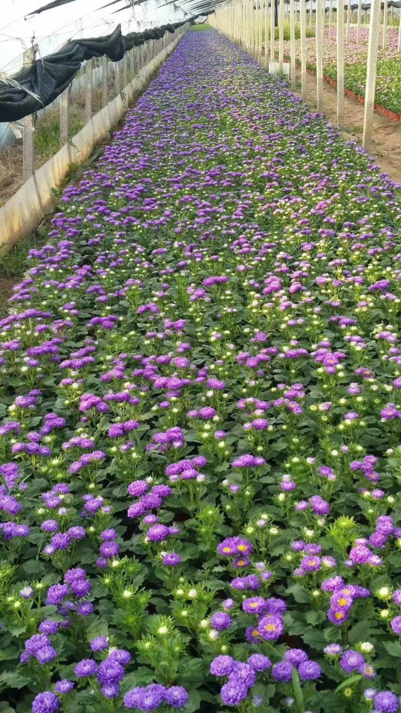 宿根花卉种植基地