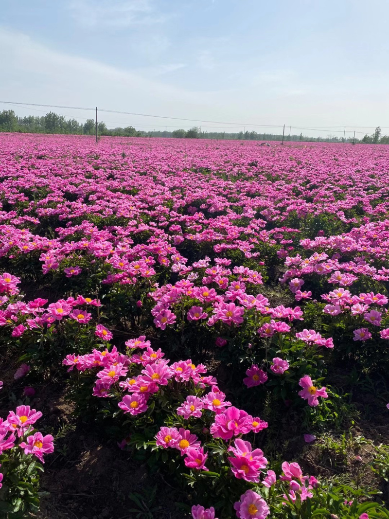 芍药批发