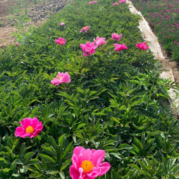 芍药基地
