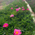 芍药基地