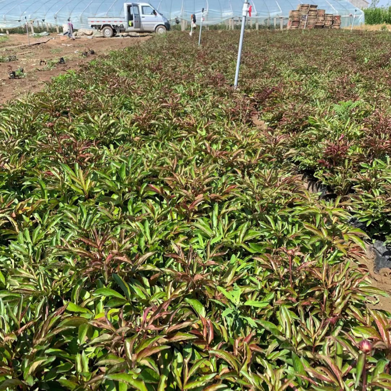 芍药基地