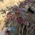 芍药基地