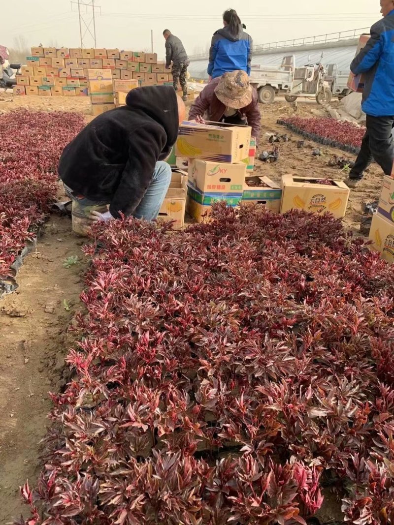 芍药种植基地