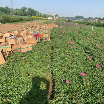 芍药批发基地