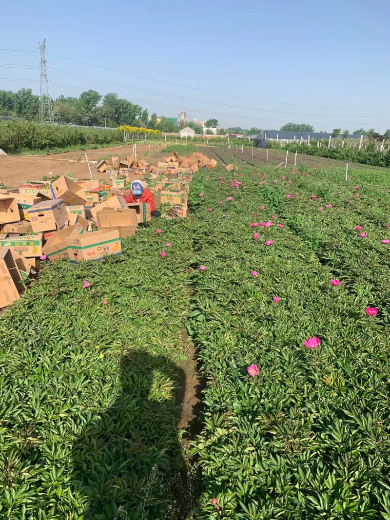 芍药批发基地