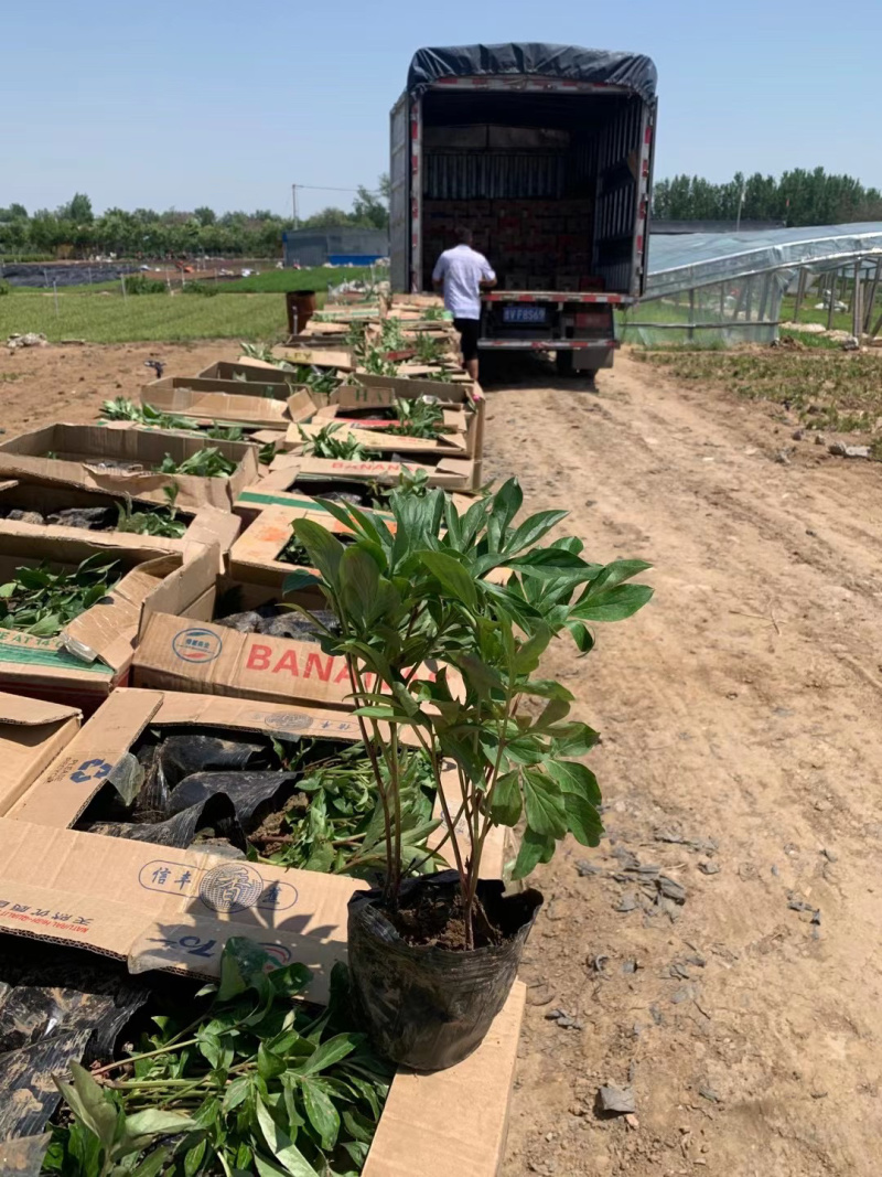 芍药批发基地