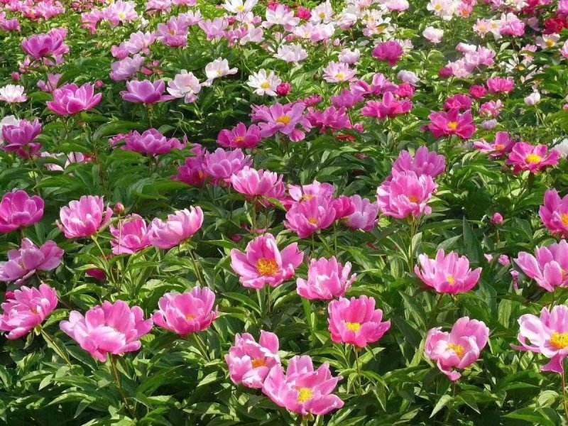 芍药批发基地