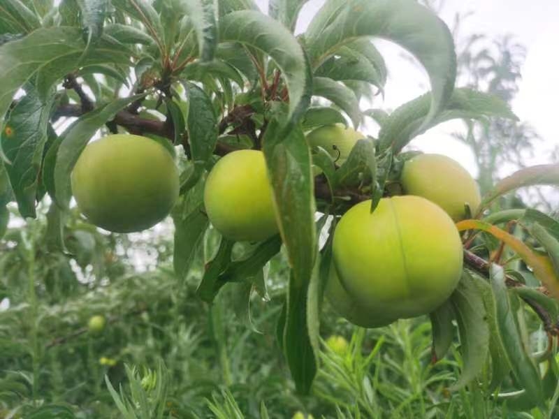 蜂糖李果园特写