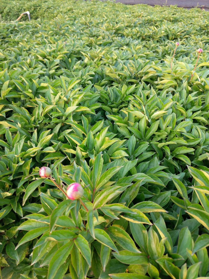 芍药供应基地