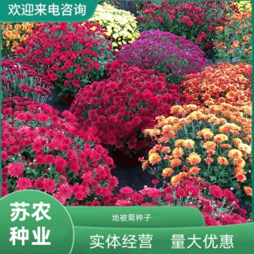 地被菊种籽子阳台花种子四季播种开花不断庭院室内外混色菊花