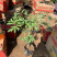 芍药供应基地