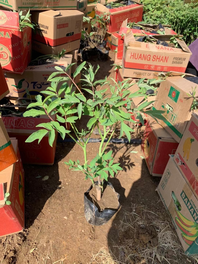 芍药供应基地