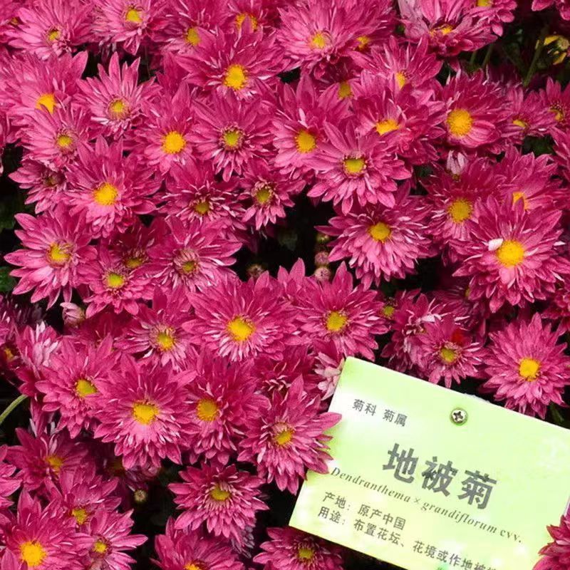 地被菊种籽子阳台花种子四季播种开花不断庭院室内外混色菊花