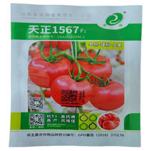 天正1567大果硬粉番茄种子抗TY早熟无青肩耐裂果西红柿