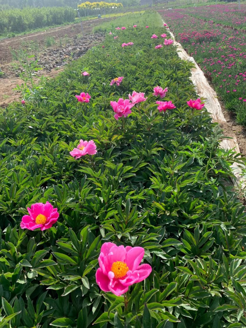 青州芍药供应基地