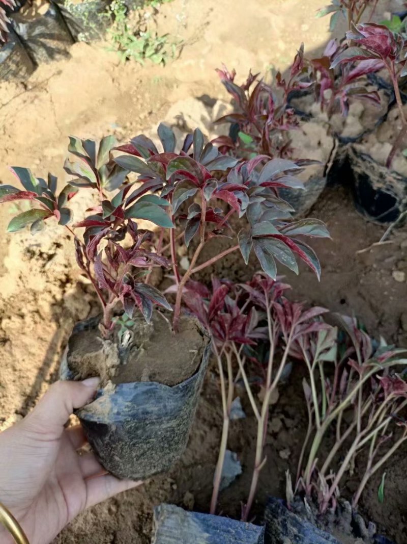 青州芍药供应基地
