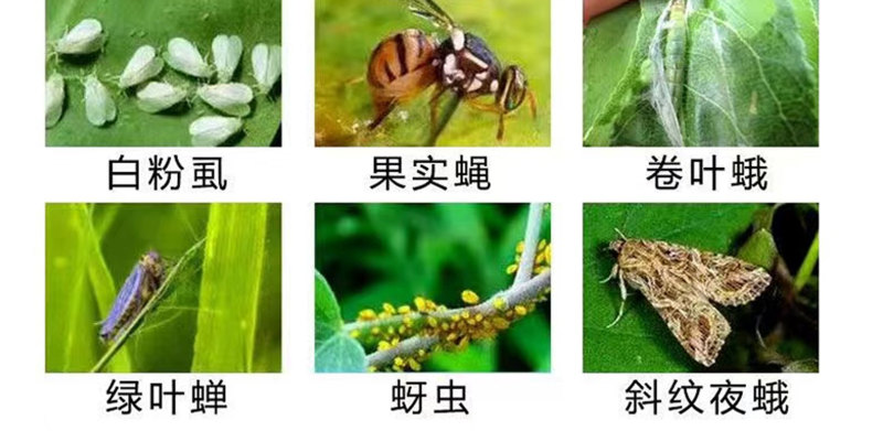 5%高效氯氟氰菊酯水乳剂甘蓝菜青虫杀虫剂蚜虫食心虫地蛆