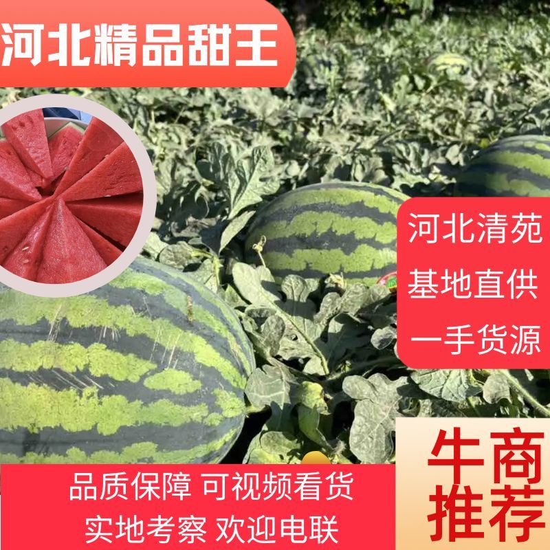 【甜王西瓜】保定清苑区西瓜大量上市，一手货源欢迎咨询