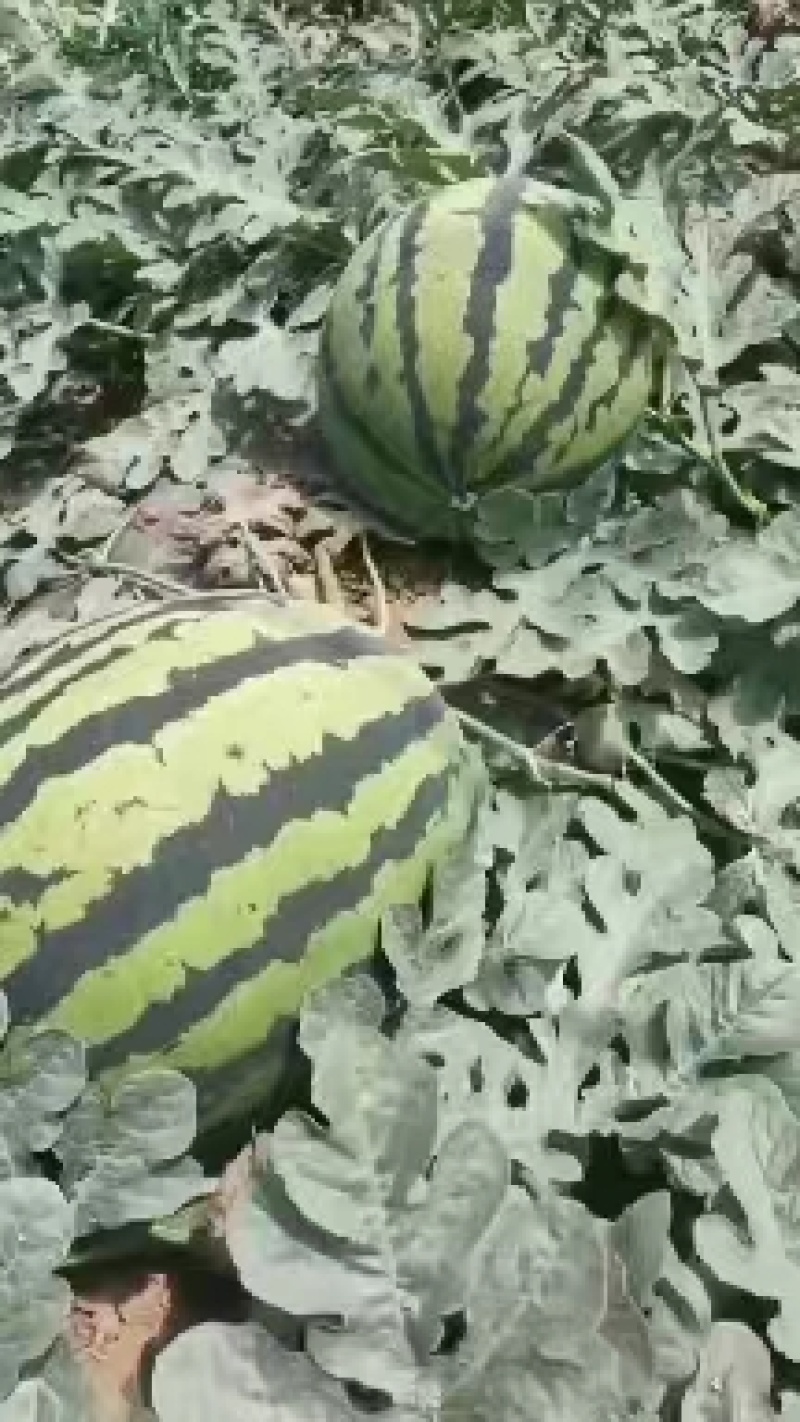 河北西瓜清苑西瓜甜王西瓜产地直供可视频看货欢迎来电