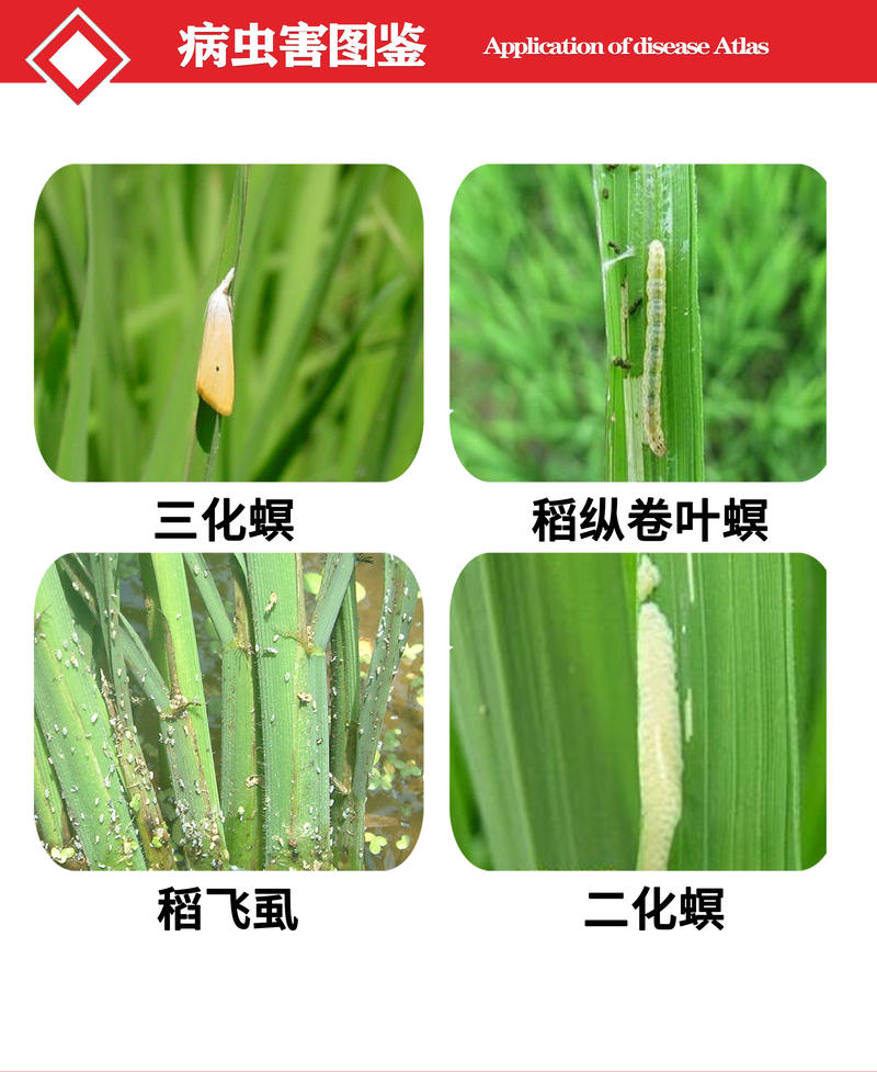 80%吡虫杀虫单水稻稻纵卷叶螟稻飞虱二化螟三化螟农药杀虫