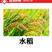80%吡虫杀虫单水稻稻纵卷叶螟稻飞虱二化螟三化螟农药杀虫