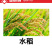 80%吡虫杀虫单水稻稻纵卷叶螟稻飞虱二化螟三化螟农药杀虫