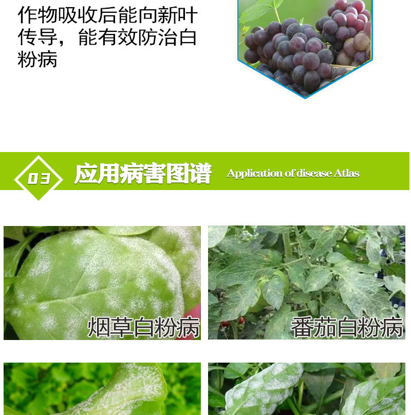 30%己唑乙嘧酚微乳剂葡萄白粉病杀菌剂白粉病专用药批发