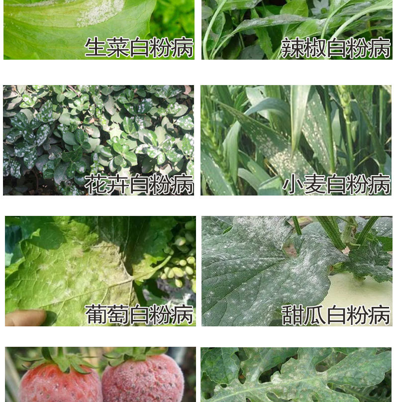 30%己唑乙嘧酚微乳剂葡萄白粉病杀菌剂白粉病专用药批发