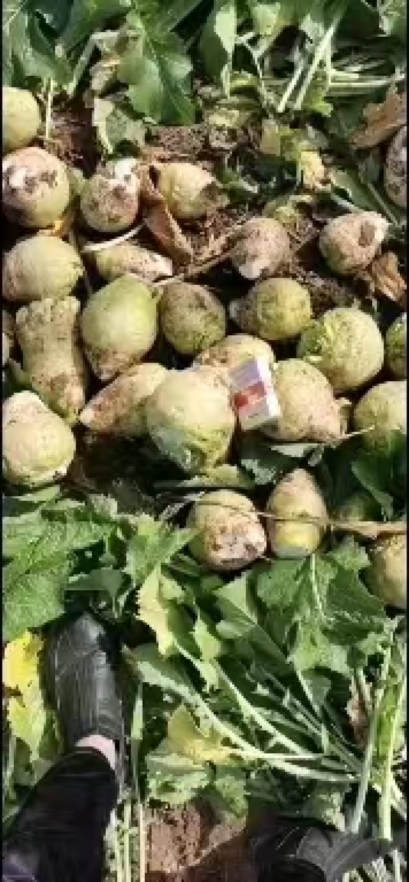 【精选】芥菜大头菜全国发货可供市场商超电商价格优惠