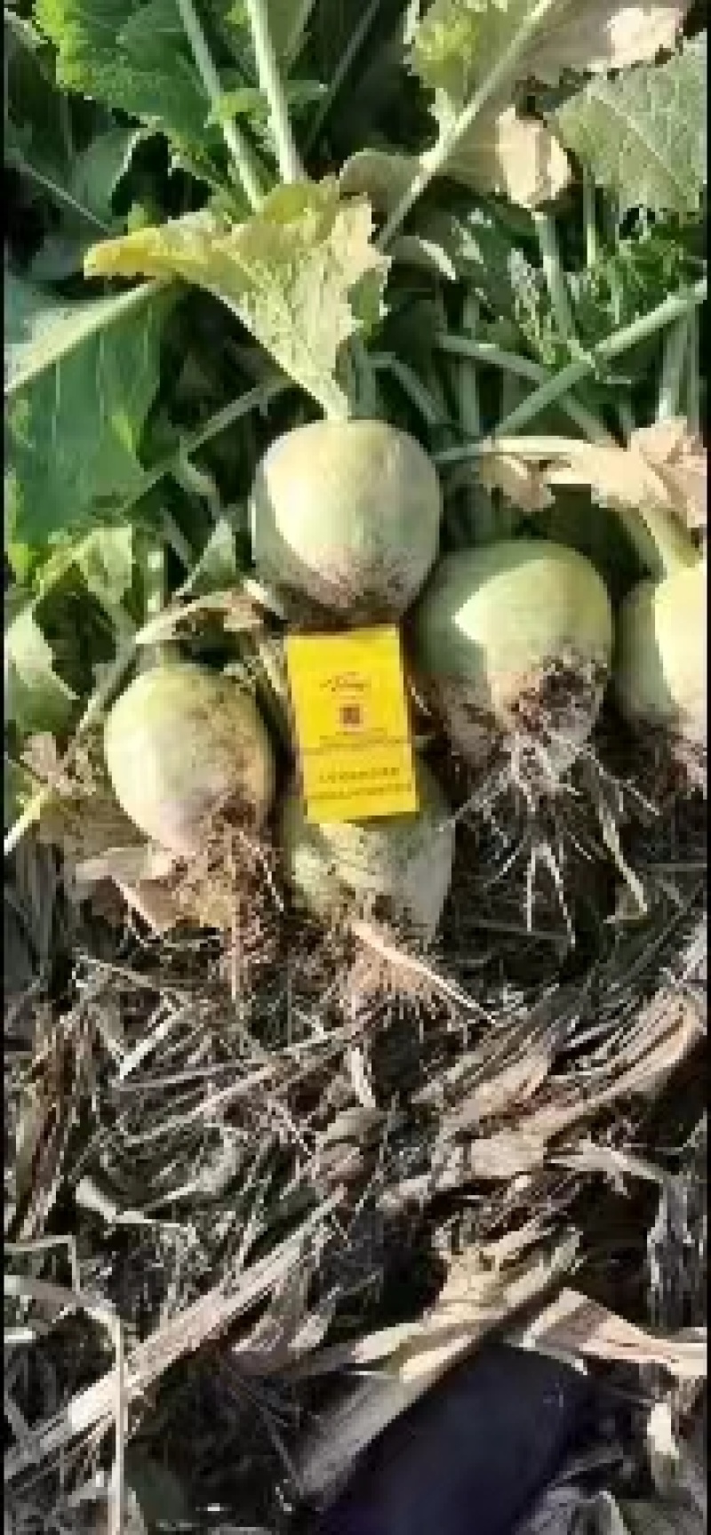 【精选】芥菜大头菜全国发货可供市场商超电商价格优惠