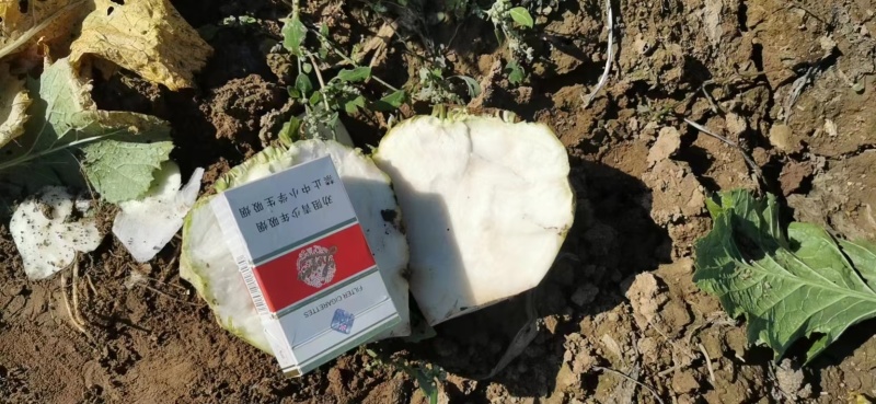 【精选】芥菜大头菜全国发货可供市场商超电商价格优惠